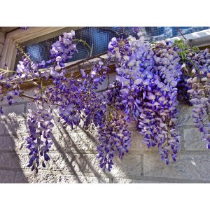  Vistéria čínska (Wisteria sinensis) ´PROLIFIC´ - výška 150-200cm, kont. C7.5L/C3L
