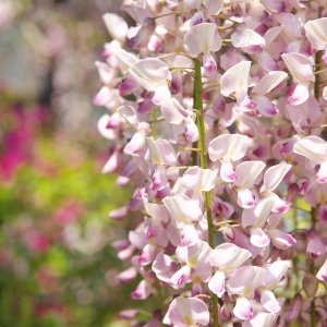 Vistéria kvetnatá (Wisteria floribunda) ´ROSEA´ - výška 180-200 cm, kont. C3L 