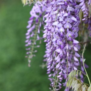 Vistéria čínska (Wisteria sinensis) ´PROLIFIC´, výška: 100-110 cm, kont. C2L
