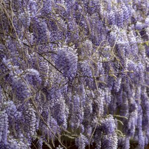 Vistéria čínska (Wisteria sinensis) ´PROLIFIC´ výška: 170-200 cm, kont. C25L