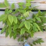 Vistéria čínska (Wisteria sinensis) ´PROLIFIC´, výška: 50-80 cm, kont. C2L