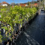 Vistéria čínska (Wisteria sinensis) ´PROLIFIC´, výška: 50-80 cm, kont. C2L