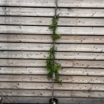 Vistéria kvetnatá (Wisteria floribunda) ´ROSEA´ - výška 60-80 cm, kont. C3L 