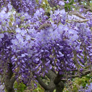 Vistéria čínska (Wisteria sinensis) ´LAWRENCE´ - výška 170-200 cm, kont. C3L