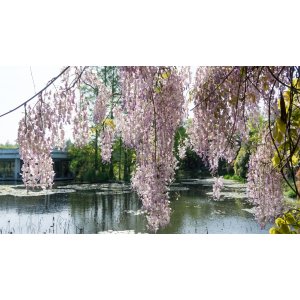 Vistéria kvetnatá (Wisteria floribunda) ´ROSEA´ - výška 40-60 cm, kont. C3L 