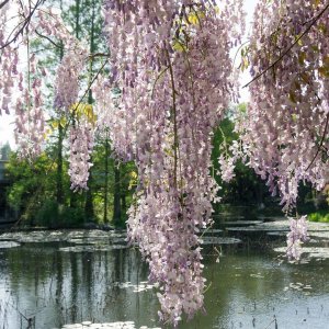 Vistéria kvetnatá (Wisteria floribunda) ´ROSEA´ výška: 160-200 cm, kont. C3L 