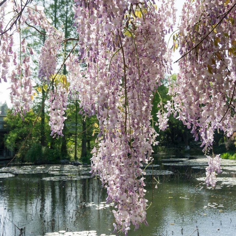 Vistéria kvetnatá (Wisteria floribunda) ´ROSEA´ - výška 60-80 cm, kont. C3L 