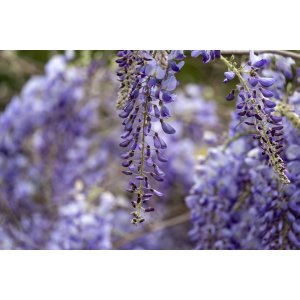 Vistéria čínska (Wisteria sinensis) ´PROLIFIC´ - výška 70-100 cm, kont. C3L