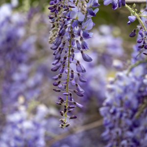 Vistéria čínska (Wisteria sinensis) ´PROLIFIC´, výška: 40-60 cm, kont. C2L