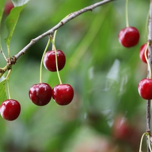 Višňa - čerešňa višňová (Prunus Cerasus) ´DEBRECENI BOTERMO´, stredne skorá, výška: 170-200 cm, kont. C10L