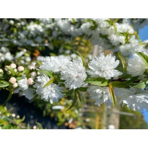 Višňa žľaznatá (Prunus glandulosa) ´ALBA PLENA´ výška: 110-130 cm, kont. C2L 