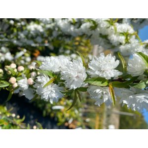 Višňa žľaznatá (Prunus glandulosa) ´ALBA PLENA´ - výška 40-60 cm, kont. C3L 