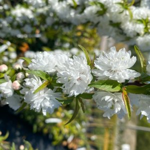 Višňa žľaznatá (Prunus glandulosa) ´ALBA PLENA´ výška: 110-130 cm, kont. C2L 
