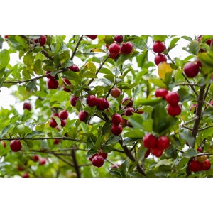 Višňa - čerešňa višňová (Prunus cerasus) ´KELLERIS´ - neskorá, výška: 110-140 cm, kont. C10L
