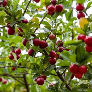 Višňa - čerešňa višňová (Prunus cerasus) ´KELLERIS´ - neskorá, výška: 110-140 cm, kont. C10L