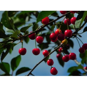 Višňa - čerešňa višňová (Prunus cerasus) ´KELLERIS´ - neskorá, výška 120-150 cm, voľnokorenná