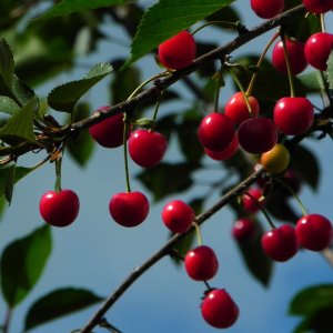 Višňa - čerešňa višňová (Prunus cerasus) ´KELLERIS´ - neskorá, výška: 130-160 cm, voľnokorenná
