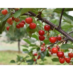 Višňa - čerešňa višňová (Prunus cerasus) ´NORTHSTAR´ - neskorá, výška: 150-180 cm, voľnokorenná