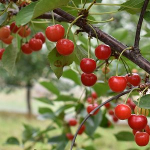 Višňa - čerešňa višňová (Prunus cerasus) ´NORTHSTAR´ - neskorá, výška: 150-180 cm, voľnokorenná