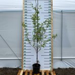 Višňa - čerešňa višňová (Prunus Cerasus) ´DEBRECENI BOTERMO´, stredne skorá, výška: 170-200 cm, kont. C10L