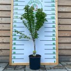 Mini višňa nízkokmenná (Prunus cerasus) ´PIEMONT´ - skorá, výška: 80-100 cm, kont. C10L 
