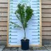 Mini višňa - stĺpovitá (Prunus cerasus) ´PIEMONT´ - skorá, výška: 80-100 cm, kont. C10L 