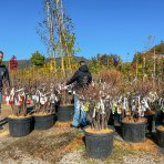 Ríbezľa čierna (Ribes nigrum) ´TITANIA´ - výška 90-130 cm, stredne skorá - voľnokorenná - STROMKOVÁ
