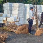 Broskyňa obyčajná (Prunus persica) ´HARROW DIAMOND´ skorá, výška: 160-180 cm - voľnokorenná