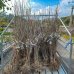 Jabloň domáca (Malus domestica) ´GALA´ - zimná, výška 140-160 cm, voľnokorenná