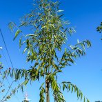 Vŕba babylonská (Salix Babylonica) - výška 300-350 cm, obvod kmeňa: 6/8 cm, kont. C30L - NA KMIENKU