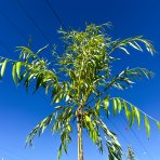 Vŕba babylonská (Salix Babylonica) - výška 300-350 cm, obvod kmeňa: 6/8 cm, kont. C30L - NA KMIENKU