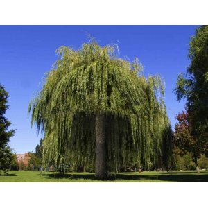 Vŕba babylonská (Salix Babylonica) - výška 300-350 cm, obvod kmeňa: 6/8 cm, kont. C30L - NA KMIENKU
