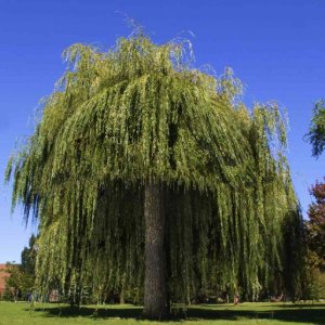Vŕba babylonská (Salix Babylonica) - výška 300-350 cm, obvod kmeňa: 6/8 cm, kont. C30L - NA KMIENKU