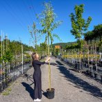 Vŕba babylonská (Salix Babylonica) - výška 300-350 cm, obvod kmeňa: 6/8 cm, kont. C30L - NA KMIENKU