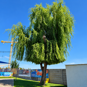 Vŕba babylonská (Salix Babylonica) - výška 600-700 cm, obvod kmeňa: 30/35 cm, kont. C300L - NA KMIENKU
