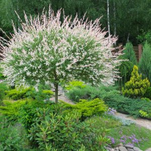 Vŕba japonská (Salix integra) ´HAKURO NISHIKI´ - výška 160-200 cm, obvod kmeňa 4/6 cm, kont. C3L  - NA KMIENKU