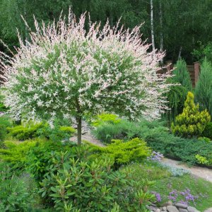 Vŕba japonská (Salix integra) ´HAKURO NISHIKI´ - výška 100-150 cm, kont. C3/4L  - NA KMIENKU