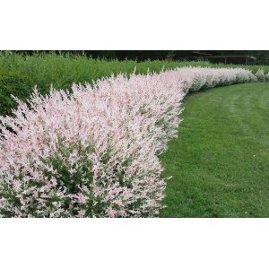 Vŕba japonská (Salix integra) ´HAKURO NISHIKI´, výška: 100-120 cm, kont. C3L