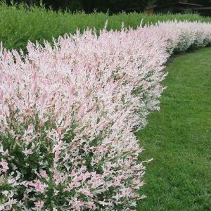 Vŕba japonská (Salix integra) ´HAKURO NISHIKI´, výška: 100-120 cm, kont. C3L