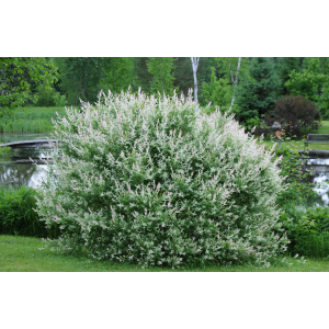 Vŕba japonská (Salix integra) ´HAKURO NISHIKI´ - výška 40-60 cm, kont. C15L