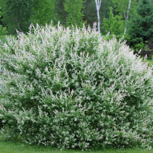 Vŕba japonská (Salix integra) ´HAKURO NISHIKI´ - výška 40-60 cm, kont. C15L