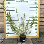 Vŕba japonská (Salix integra) ´HAKURO NISHIKI´, výška: 100-120 cm, kont. C3L