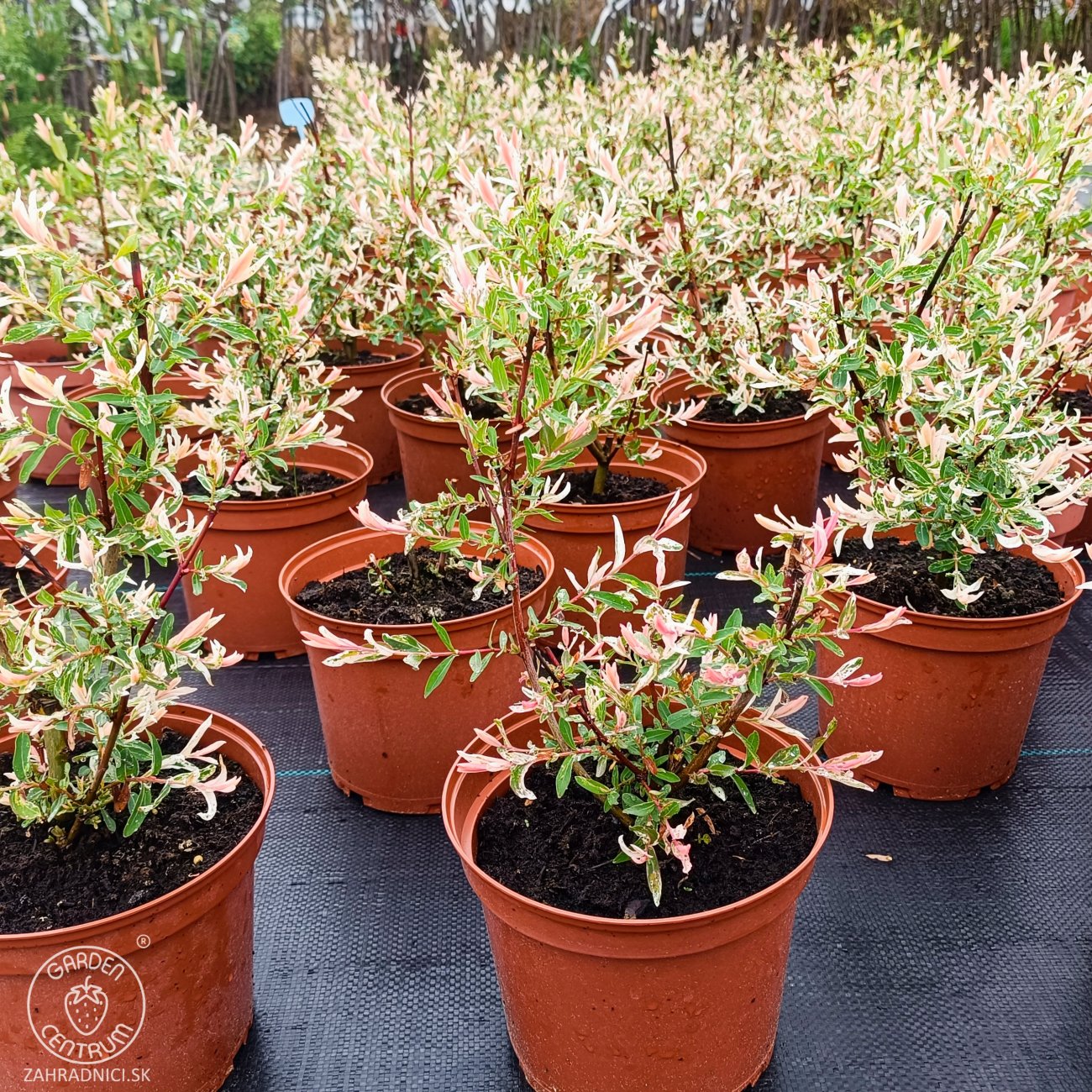 Obrázok Vŕba japonská (Salix integra) ´HAKURO NISHIKI´ - výška 30-50 cm, kont. C2L