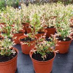 Vŕba japonská (Salix integra) ´HAKURO NISHIKI´ - výška 30-50 cm, kont. C2L