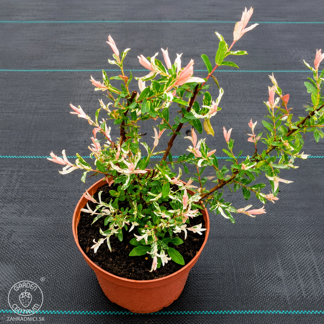 Obrázok Vŕba japonská (Salix integra) ´HAKURO NISHIKI´ - výška 30-50 cm, kont. C2L