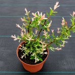 Vŕba japonská (Salix integra) ´HAKURO NISHIKI´ - výška 30-50 cm, kont. C2L