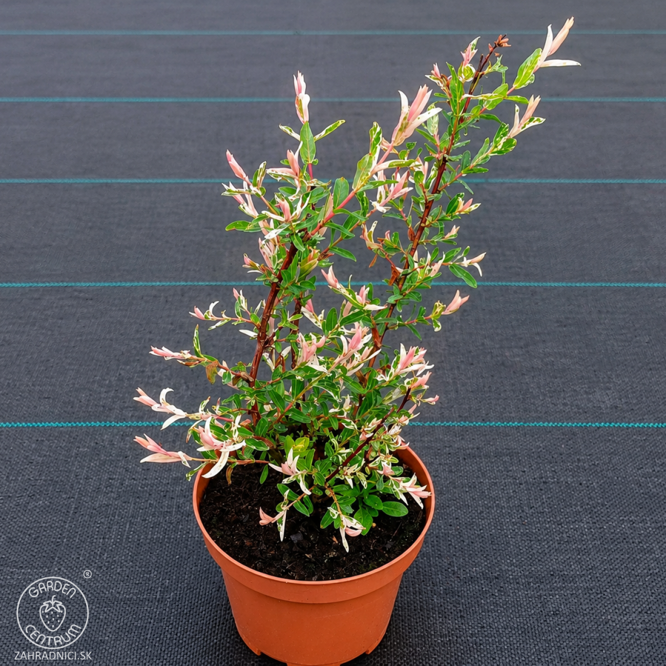 Obrázok Vŕba japonská (Salix integra) ´HAKURO NISHIKI´ - výška 30-50 cm, kont. C2L