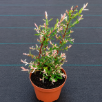 Vŕba japonská (Salix integra) ´HAKURO NISHIKI´ - výška 30-50 cm, kont. C2L