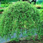 Vŕba japonská (Salix integra) ´PENDULA ´- výška 130-140 cm, kont. C4L - NA KMIENKU