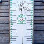 Vŕba rakytová (Salix caprea) ´KILMARNOCK´ - výška 170-180 cm, kont. C3L - NA KMIENKU